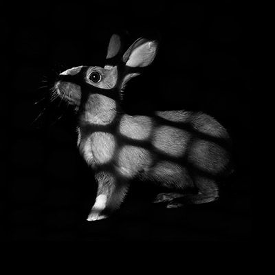 خرگوش- صدف فرهادی