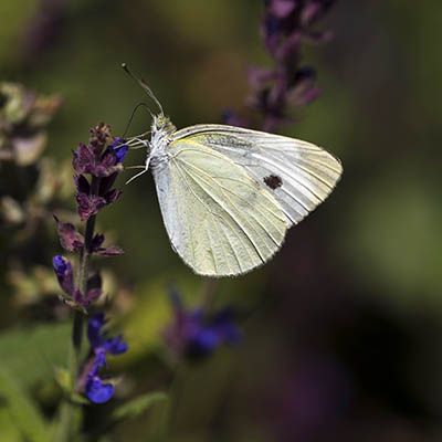 پروانه Pieris brassicae- حسین محمد جوادی