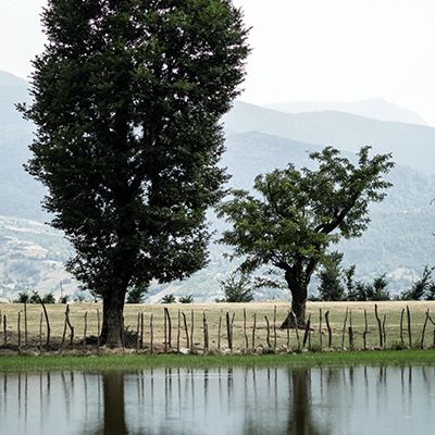 درخت و دریاچه- فرهاد سعیدی