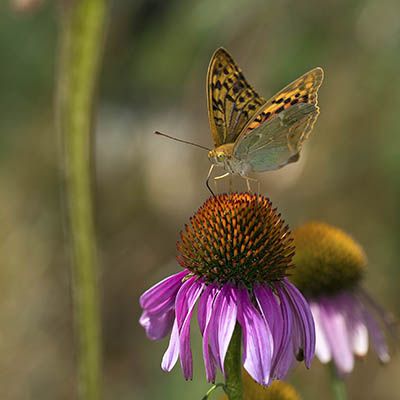  Argynnis Pandora - حسین محمد جوادی 