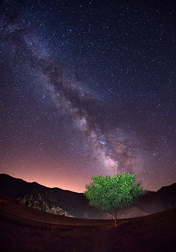 night sky tree