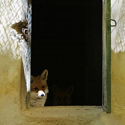 روباه - صدف فرهادی