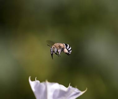  Anthophora- حسین محمد جوادی 